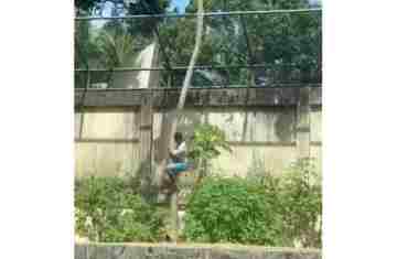 O que se sabe sobre o caso do homem morto por leoa após invadir recinto em zoológico de João Pessoa